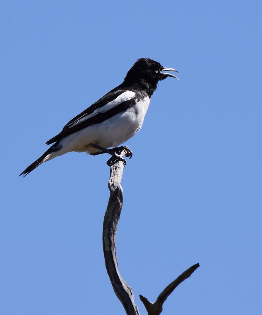 Honeyeater Pied-0006.JPG